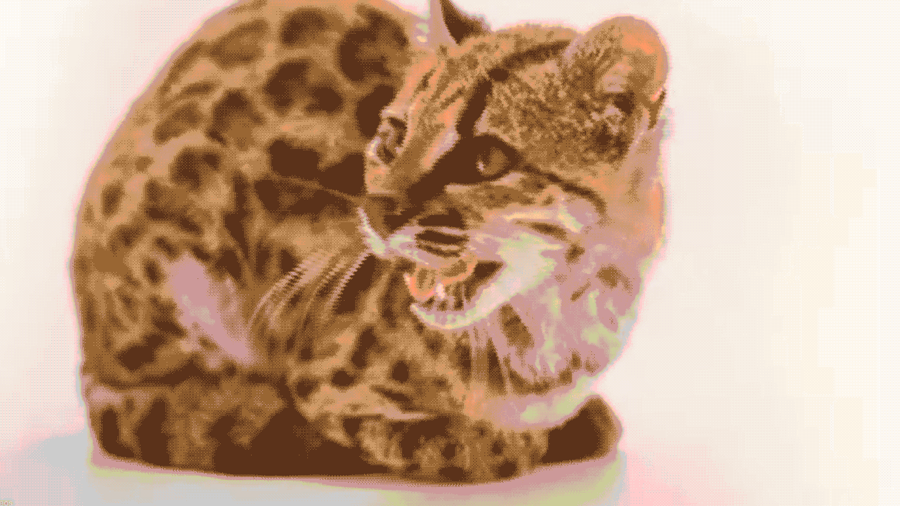 A tiny cat in Bolivia is changing what scientists know about wild cats