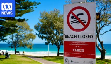 Sharks could linger off Perth coast for weeks despite removal of whale carcass from City Beach