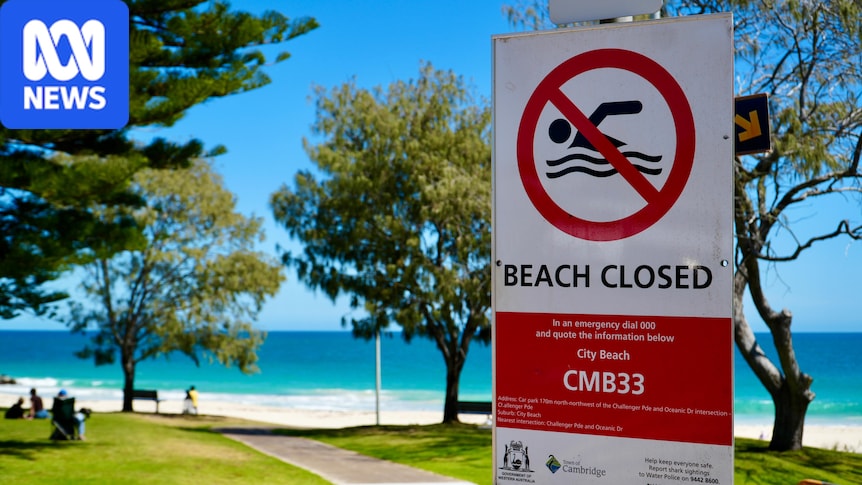 Sharks could linger off Perth coast for weeks despite removal of whale carcass from City Beach
