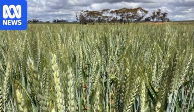 South Australia's 2026 harvest begins as timely rain delivers for the state
