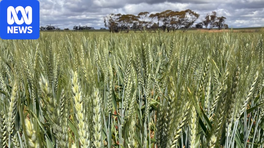South Australia's 2026 harvest begins as timely rain delivers for the state