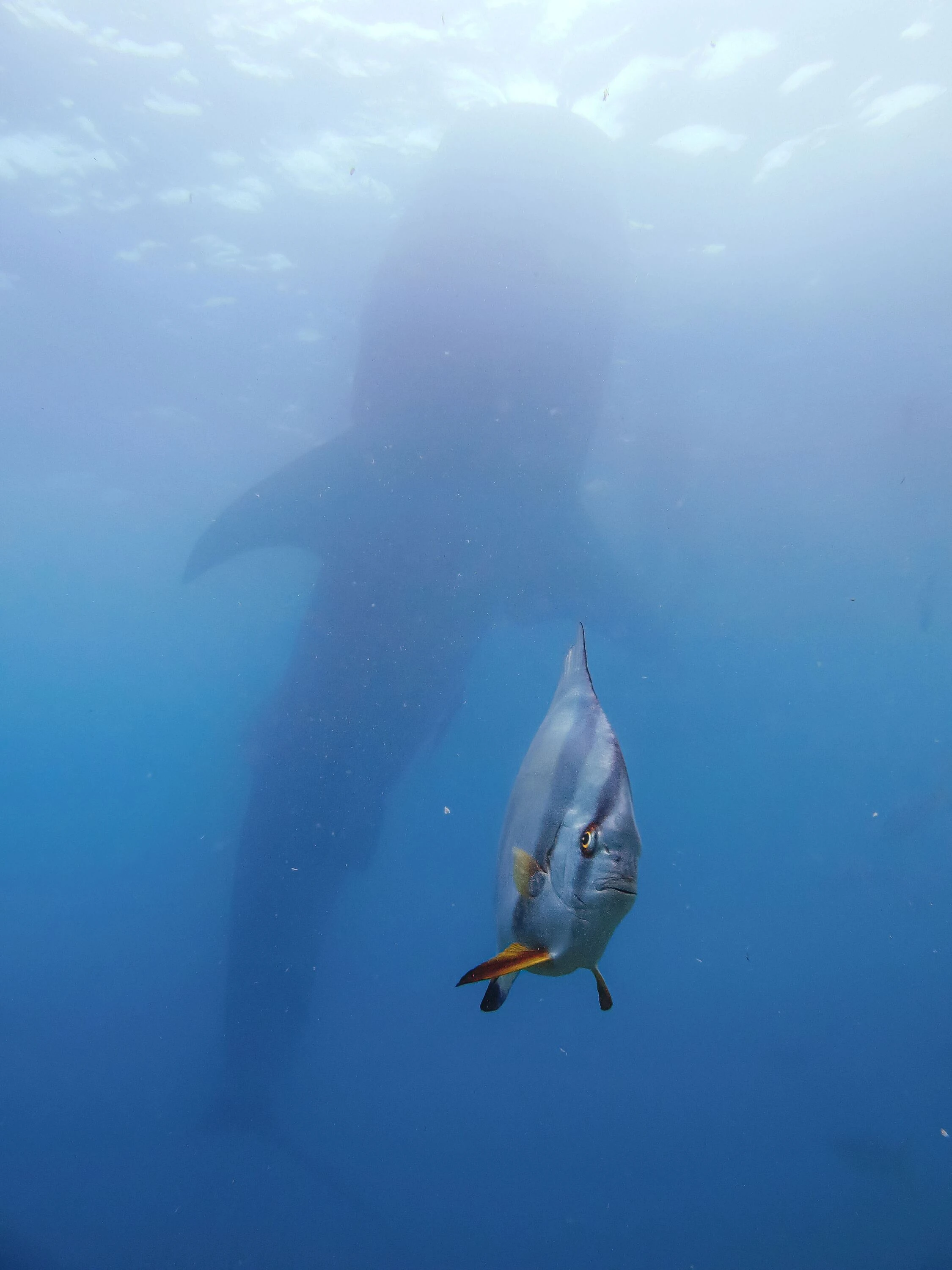  A spadefish swims away from a shark
