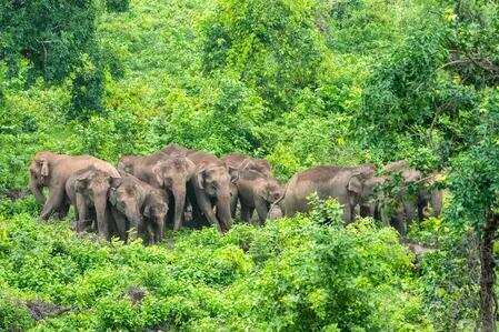 The country holds about 60 per cent of the world's Asian elephants file photo