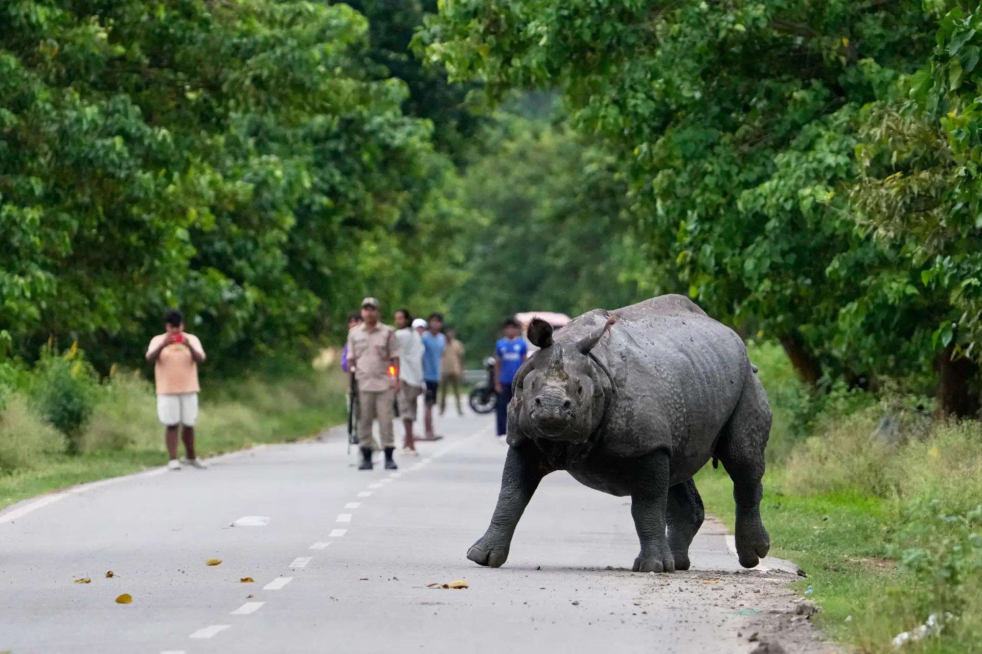 Animals do not simply move on when their habitat shrinks. Their numbers thin out file photo