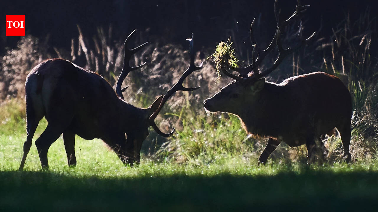 No room to roam: The cost of a crowded planet for wild animals | India News