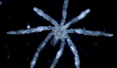 Sea Spider Tanystylum Kiixin
