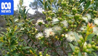 Australian National Botanic Gardens conservationists cloning rare ice age gum