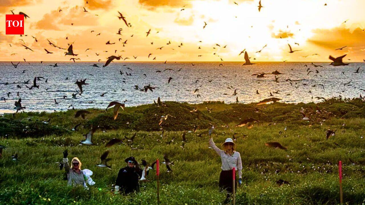 Australia funds more than $1 million to remove invasive weeds from a small island; the goal is to rebuild nesting habitat for seabirds | World News
