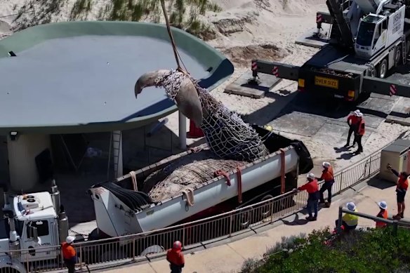 A humpback whale carcass is removed from City Beach on Thursday.