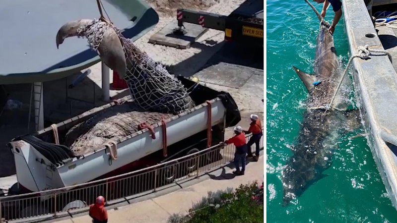 City Beach whale carcass: Opposition calls for review of Western Australia’s shark mitigation strategy