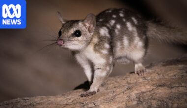 Northern quolls moved to north Queensland refuge as population dwindles