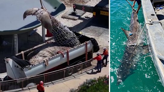 WAtoday main image, whale carcass City Beach, shark tagged. Pictures: Supplied