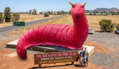 Narrabri giant pink slug monument: How the NSW town plans to celebrate the endangered Mount Kaputar land mollusc