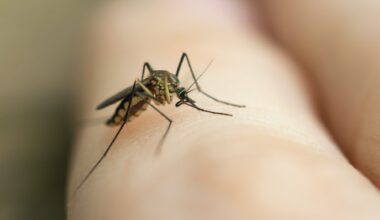 close up mosquito sucking blood from human skin