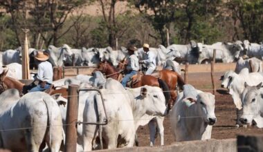 Playing with the big boys: Brazil’s beef export push set to intensify competition for Australia