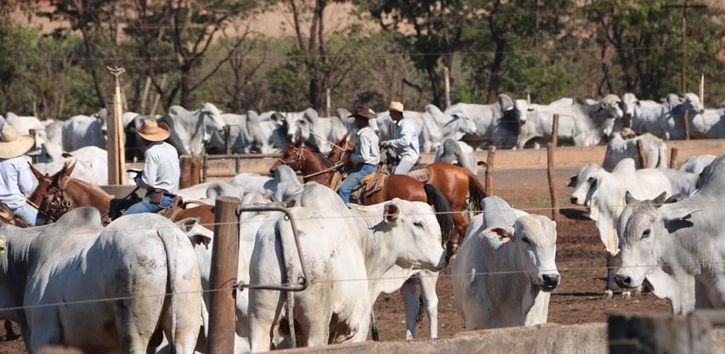 Playing with the big boys: Brazil’s beef export push set to intensify competition for Australia