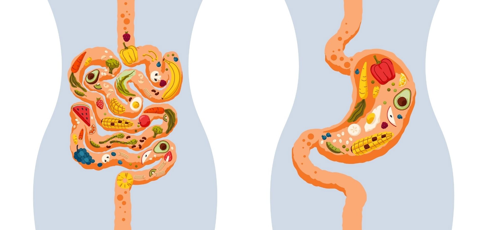 Human intestine and stomach with different healthy foods.