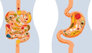 Human intestine and stomach with different healthy foods.