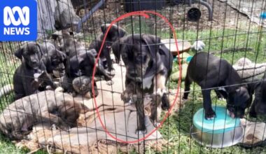 Busselton couple jailed for torturing puppy to death