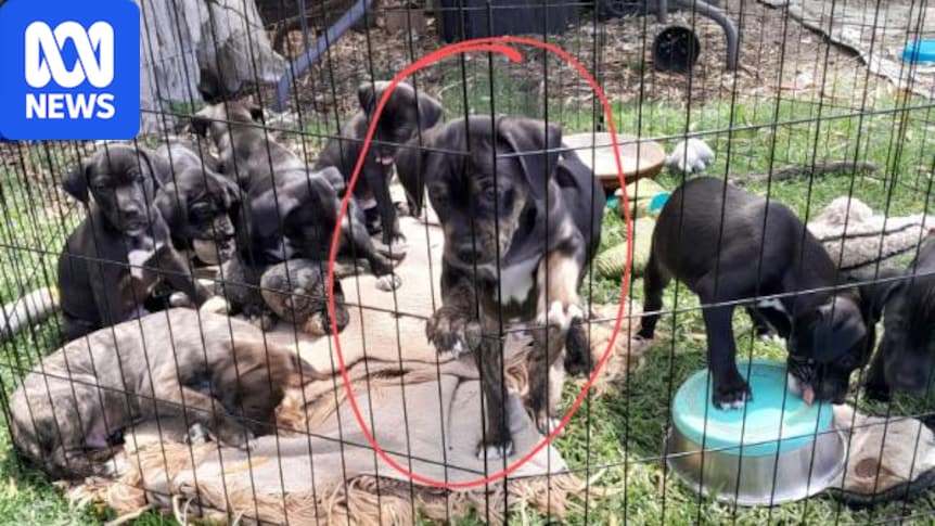 Busselton couple jailed for torturing puppy to death