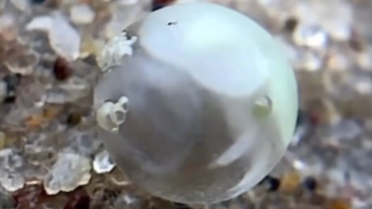 If You Find A Translucent Orb On The Beach, It May Be An 'Ancient Critter' About To Hatch
