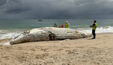 Whale carcass at City Beach: Why Perth beaches remain closed after unusual water quality test results