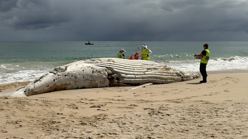 Whale carcass at City Beach: Why Perth beaches remain closed after unusual water quality test results