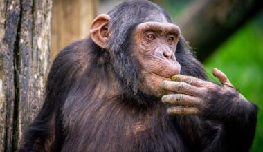Chimpanzee Intelligent Forest Monkey