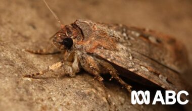 Bogong moths swarming despite endangered status
