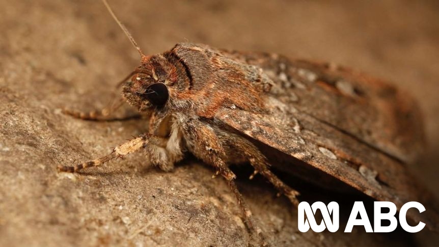 Bogong moths swarming despite endangered status