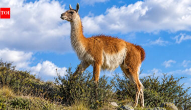 15 guanacos were taken to a remote Falklands island in the 1930s; their descendants kept their genetic diversity through two severe population crashes﻿ |