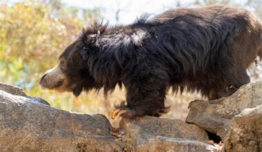 Sloth Bear Named By Julia Roberts is Flourishing After Rescue From Dancing Trade in India