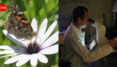 UC San Diego biologists identified the genetic switch that gave butterflies an extra light-detecting cell in their eyes, expanding their colour vision beyond imagination