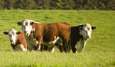 Weekly genetics review: What’s behind heavier weaners?