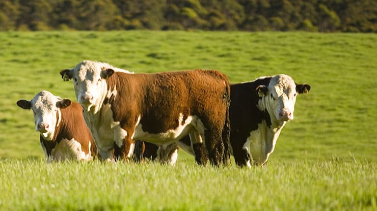 Weekly genetics review: What’s behind heavier weaners?