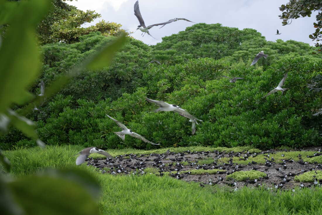Sooty tern colony