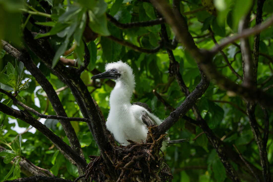 A Juvenile red-footed boobie.