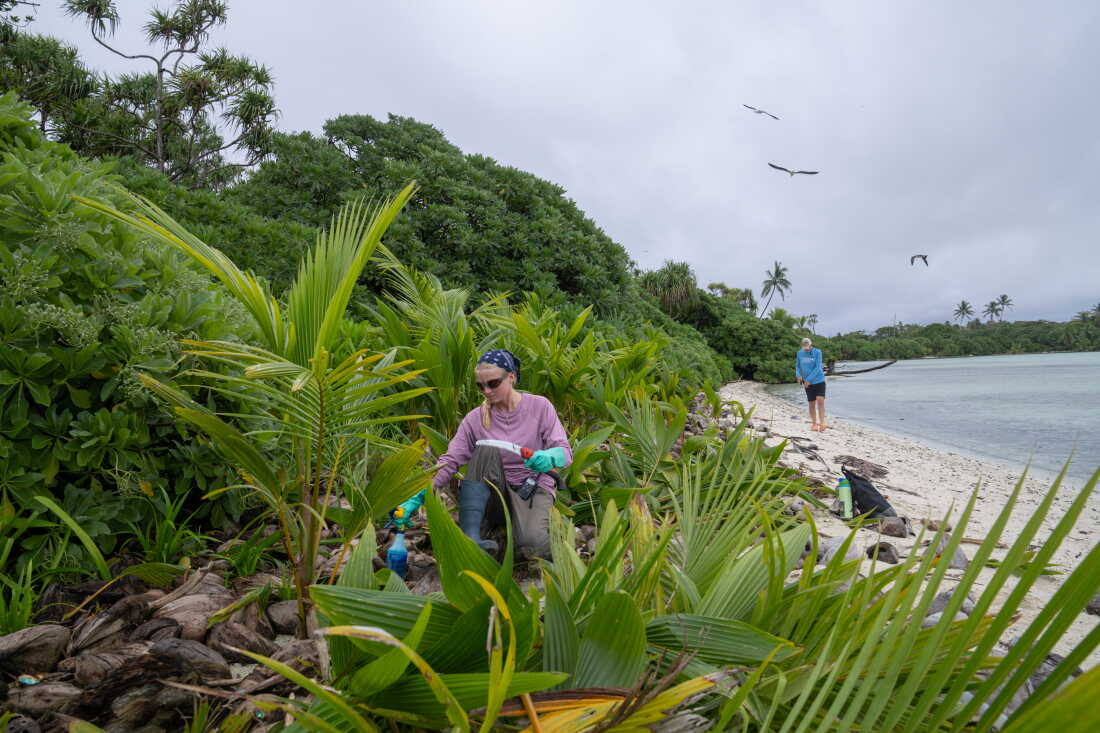 Katie Baur conservation science volunteer works to remove invasive palms.