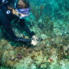 This summer, the "Flonduran" corals were planted on reefs off Miami. Researchers are eager to see how they fared during the hottest months when other corals were bleaching.