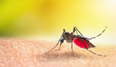 Dengue risk is rising in Australia, but travel is still where most cases start