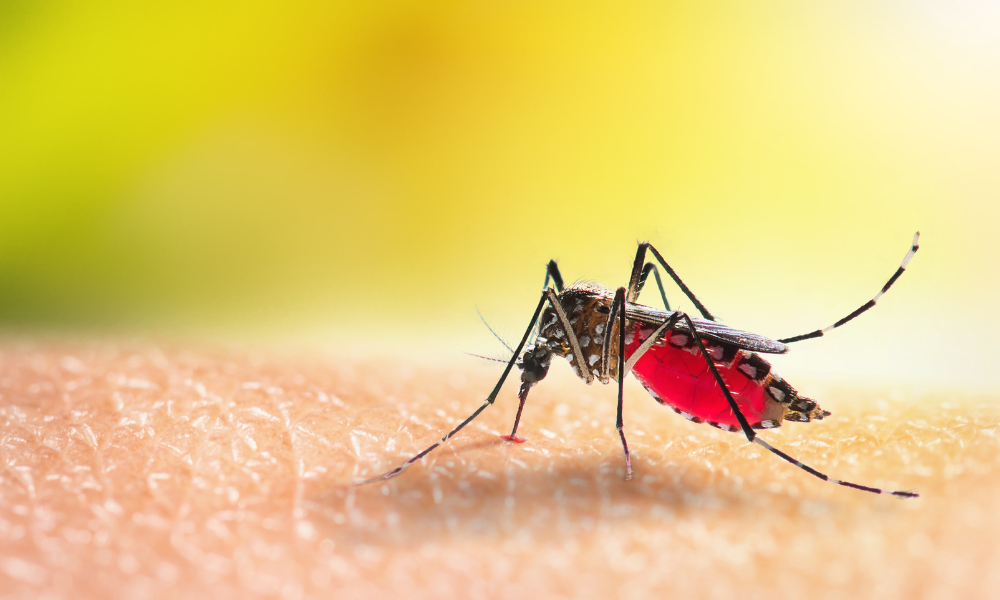 Dengue risk is rising in Australia, but travel is still where most cases start