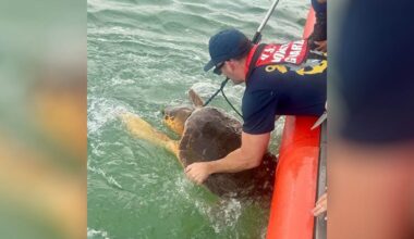 Coast Guard frees entangled sea turtle off Sarasota coast