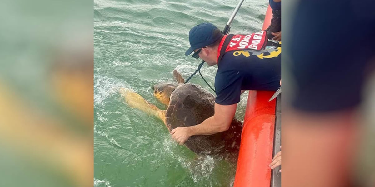 Coast Guard frees entangled sea turtle off Sarasota coast
