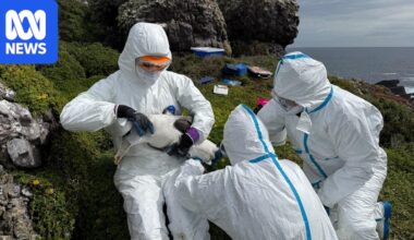 Shy albatross colony on remote Tasmanian island to receive bird flu vaccine in complex operation