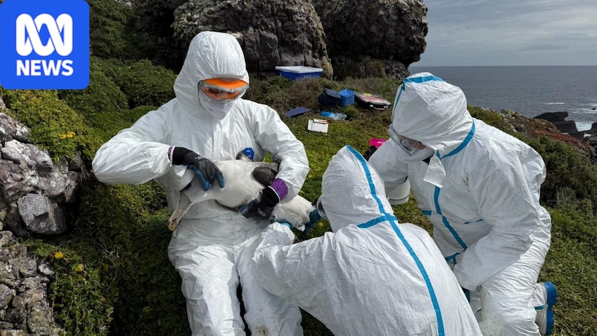 Shy albatross colony on remote Tasmanian island to receive bird flu vaccine in complex operation