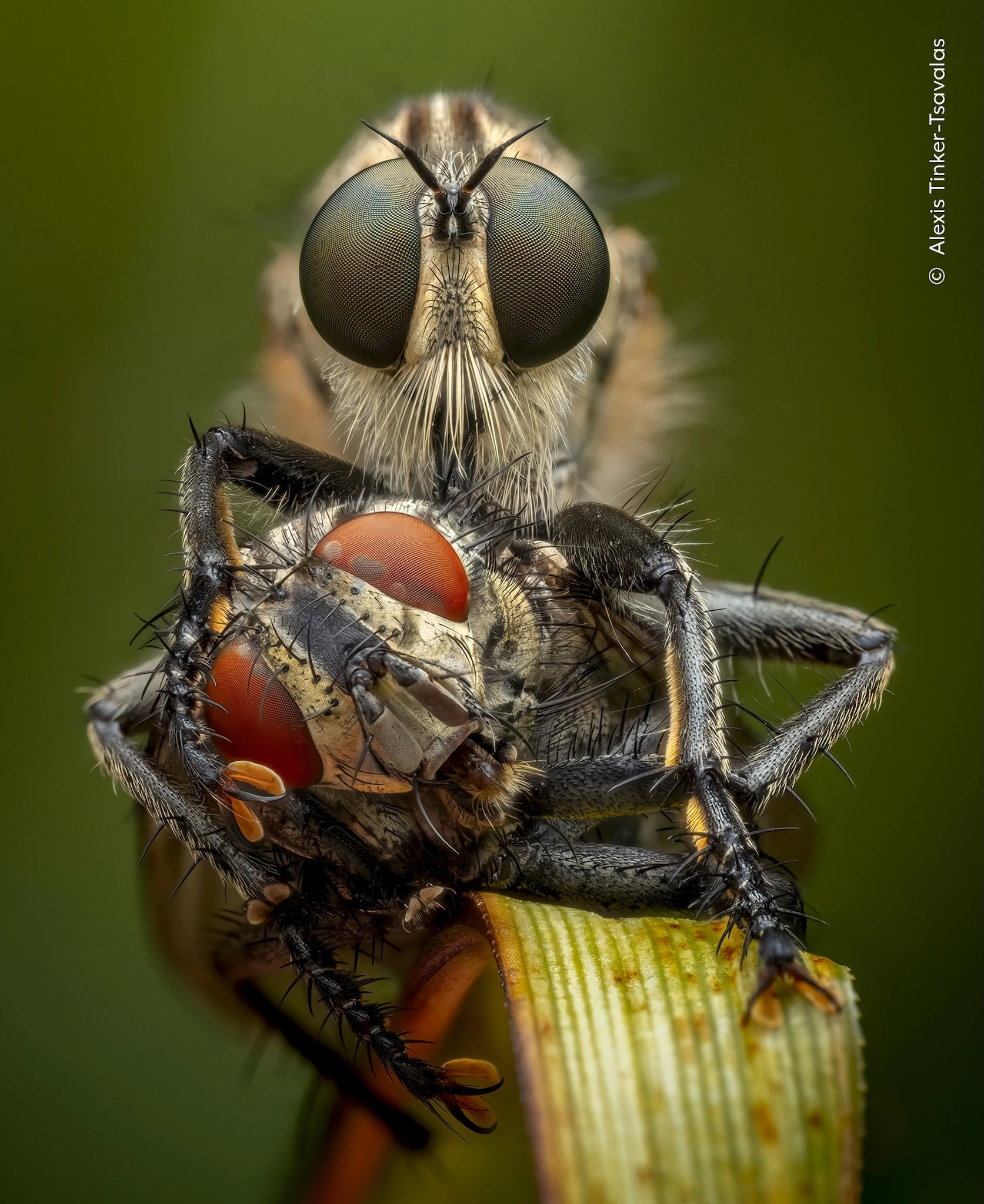 Wildlife Photographer of the Year 2026