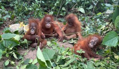 How did five baby orangutans end up abandoned in India?