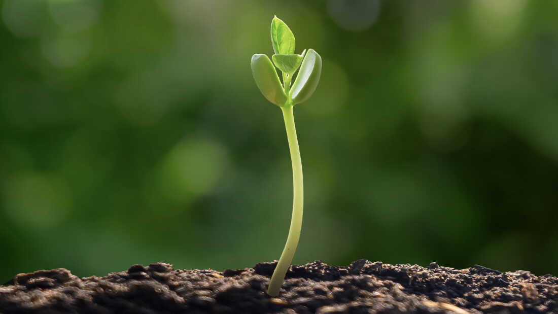 A close up of a seedling with two small leaves and a curved stem rising from soil, lit against a blurred green background.