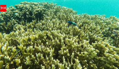 Super El Niño: ‘Collapse could be precipitous’: Super El Niño could push coral reefs closer to extinction, UN biodiversity expert warns