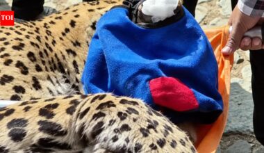 A Leopard entered a physically disabled woman’s home in Uttarakhand’s Betalghat; how she kept it contained until rescuers arrived